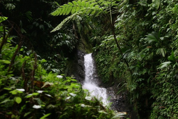 Grenada Highwire-Grand Etang National Park必去景点