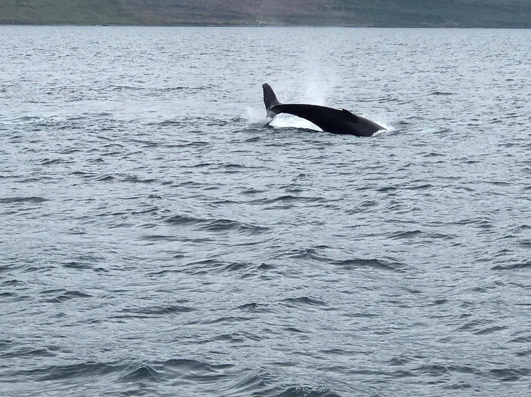 Amazing Westfjords-伊萨菲厄泽必去景点