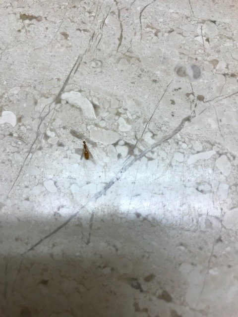 帕拉梅萨高尔夫度假酒店-浴室