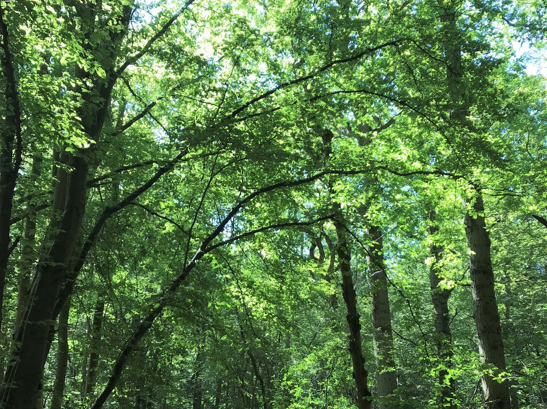 Wolves Wood RSPB Reserve景点图片