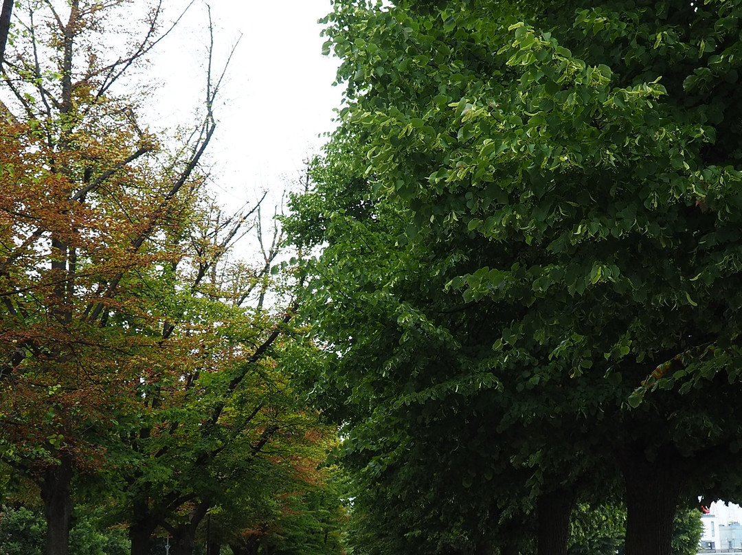 Waly Chrobrego Promenade (Hakenterrasse)景点图片