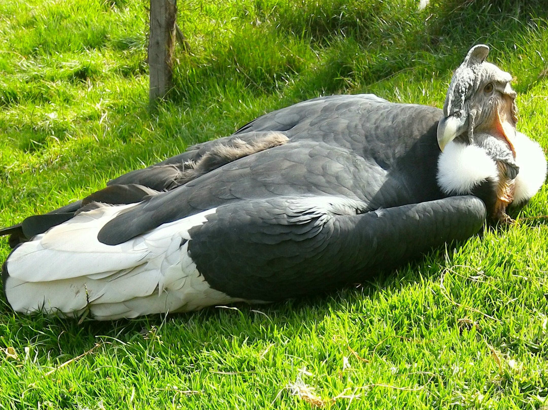 Cochahuasi Animal Sanctuary景点图片