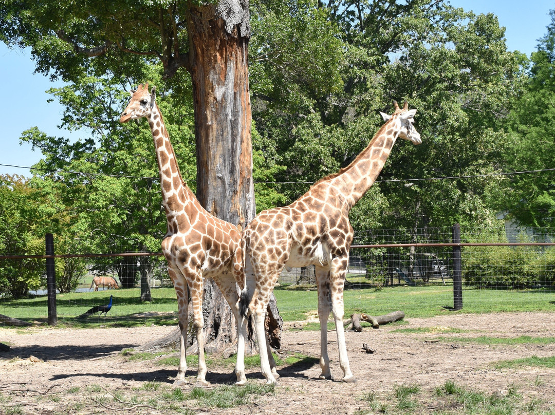 Gone Wild Safari Park-Pineville必去景点