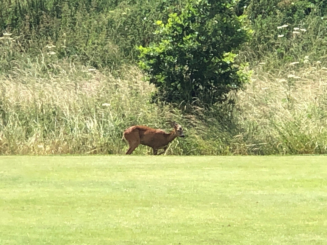 Dudsbury Golf Club景点图片