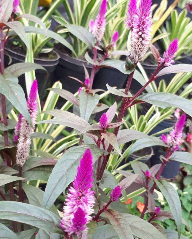 Begonia Garden-连旺必去景点