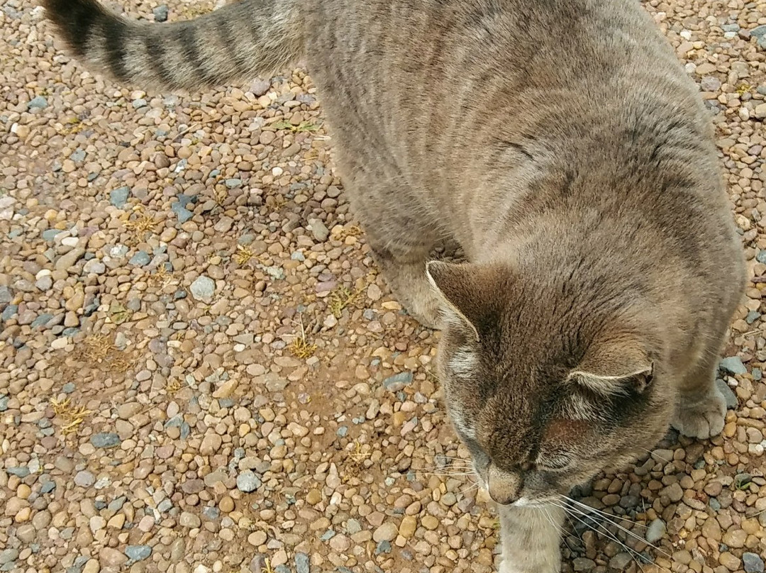 Rossignol Estate Winery-Murray River必去景点