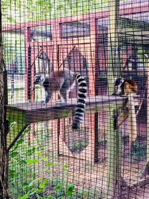 Henson Robinson Zoo-斯普林菲尔德必去景点