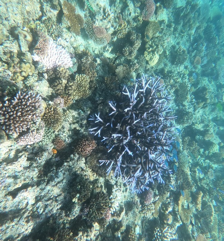 Deep Blue Diving & Watersports @ Matamanoa Island-斐济马塔马诺阿岛必去景点