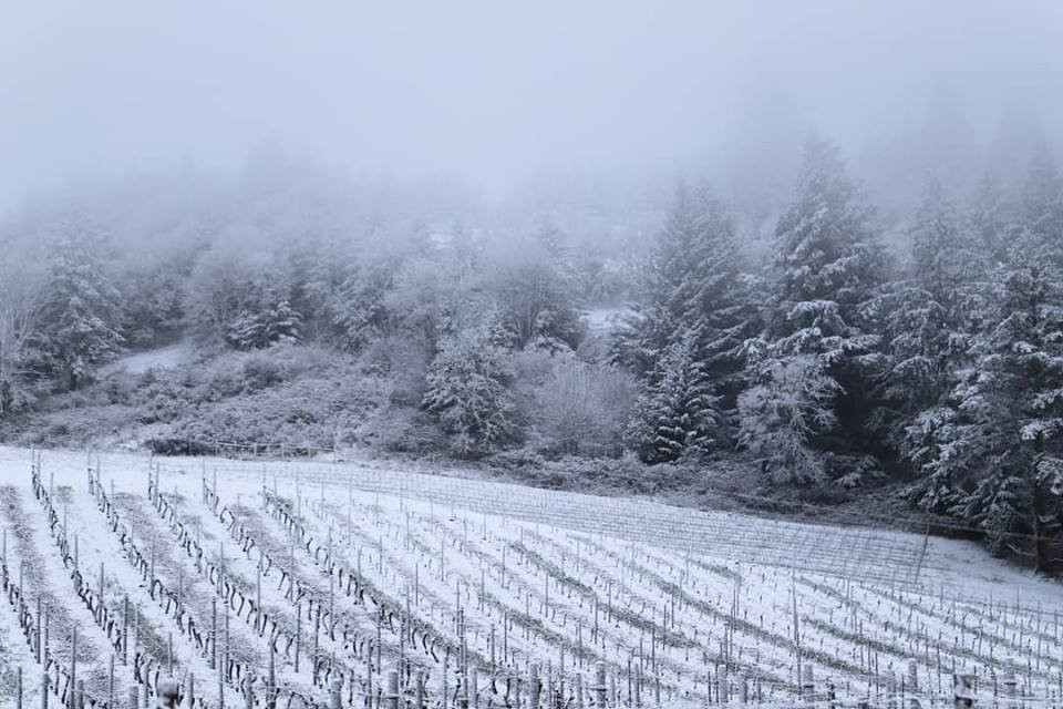 Bryn Mawr Vineyards-塞勒姆必去景点