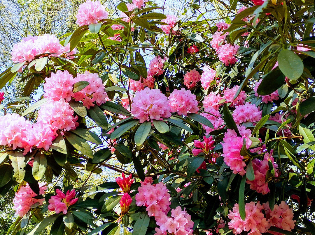 Galloway House Gardens景点图片