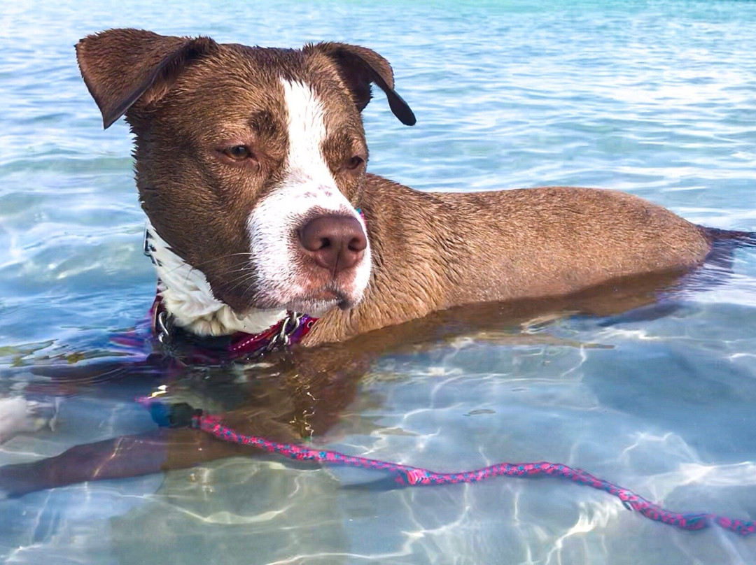 Bonita Springs Dog Park-博尼塔斯普林斯必去景点