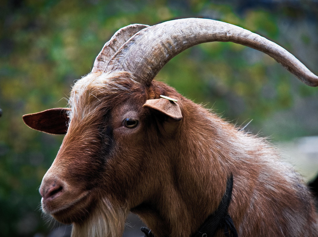 Horesh goat cheese景点图片