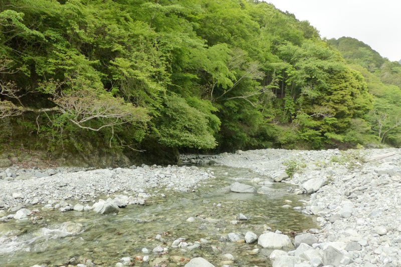 Yadoriki Forest景点图片