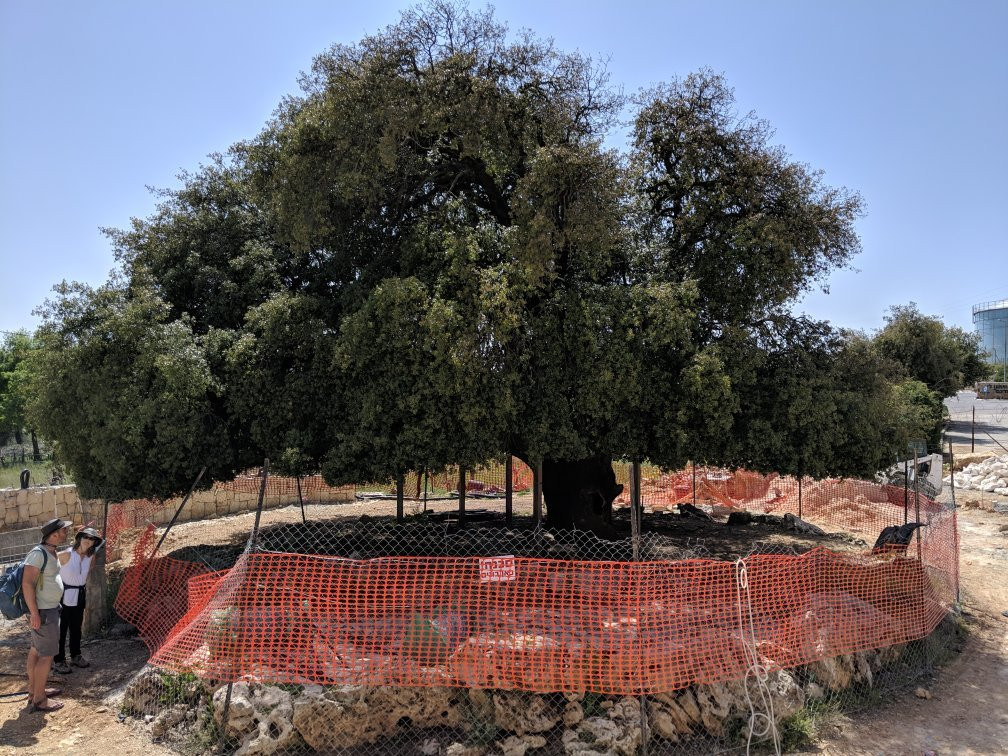 Gush Etzion Heritage Center景点图片