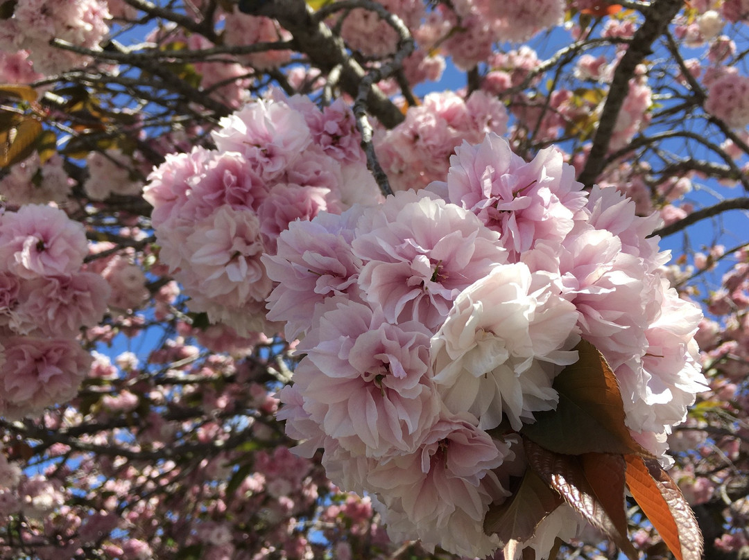 Kashima Shrine-阿见町必去景点