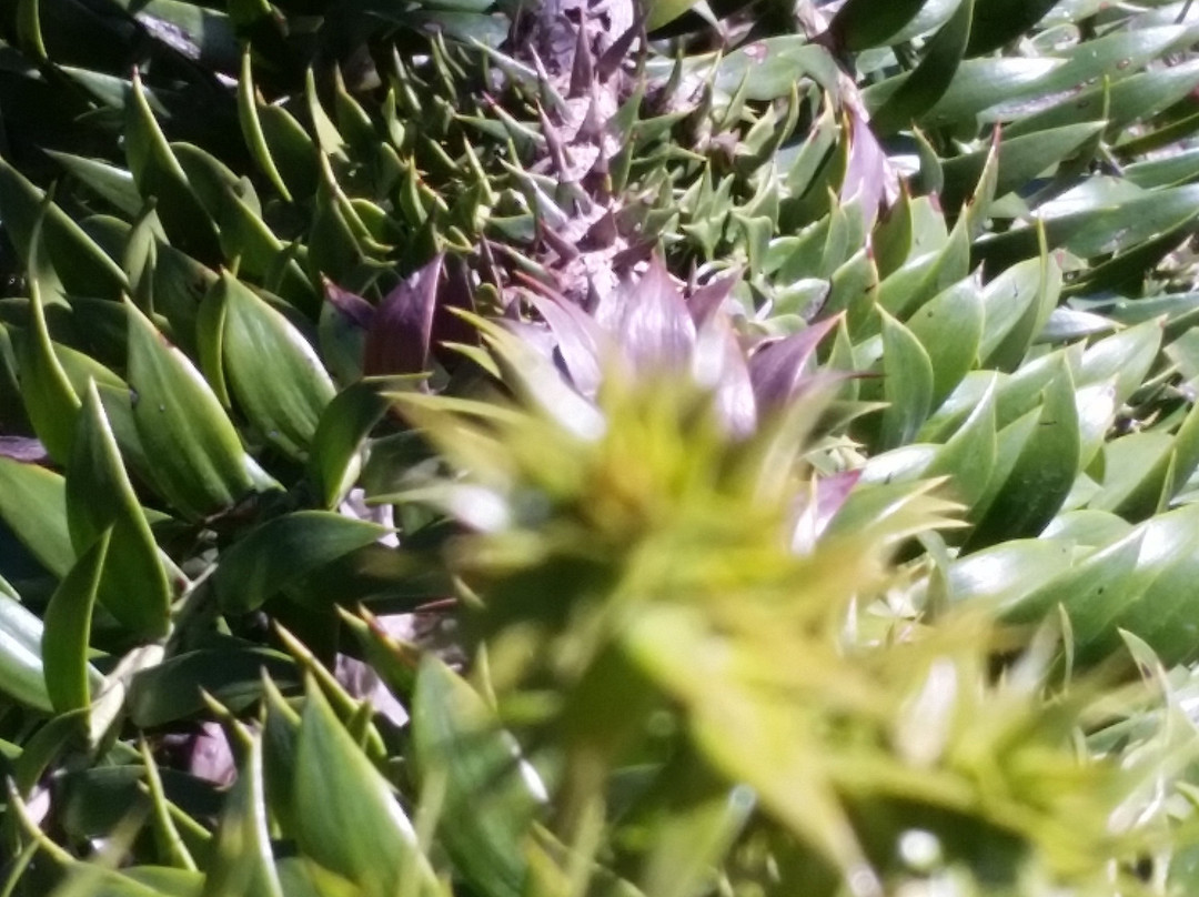 Mt Buffalo Olives-Porepunkah必去景点