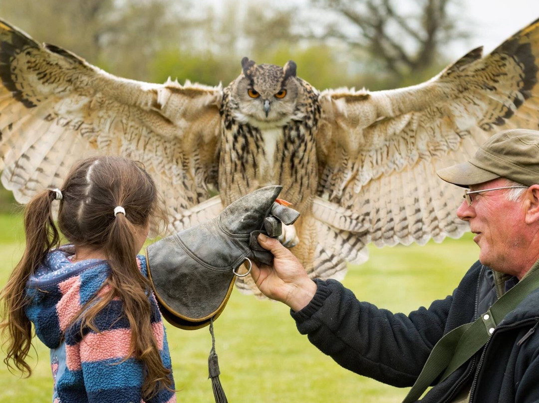 The Barn Owl Centre-格洛斯特必去景点