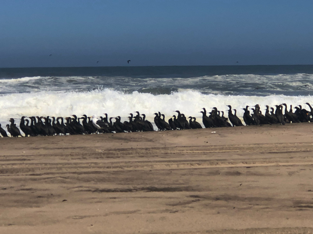 Desert Magic Tours Namibia-斯瓦科普蒙德必去景点