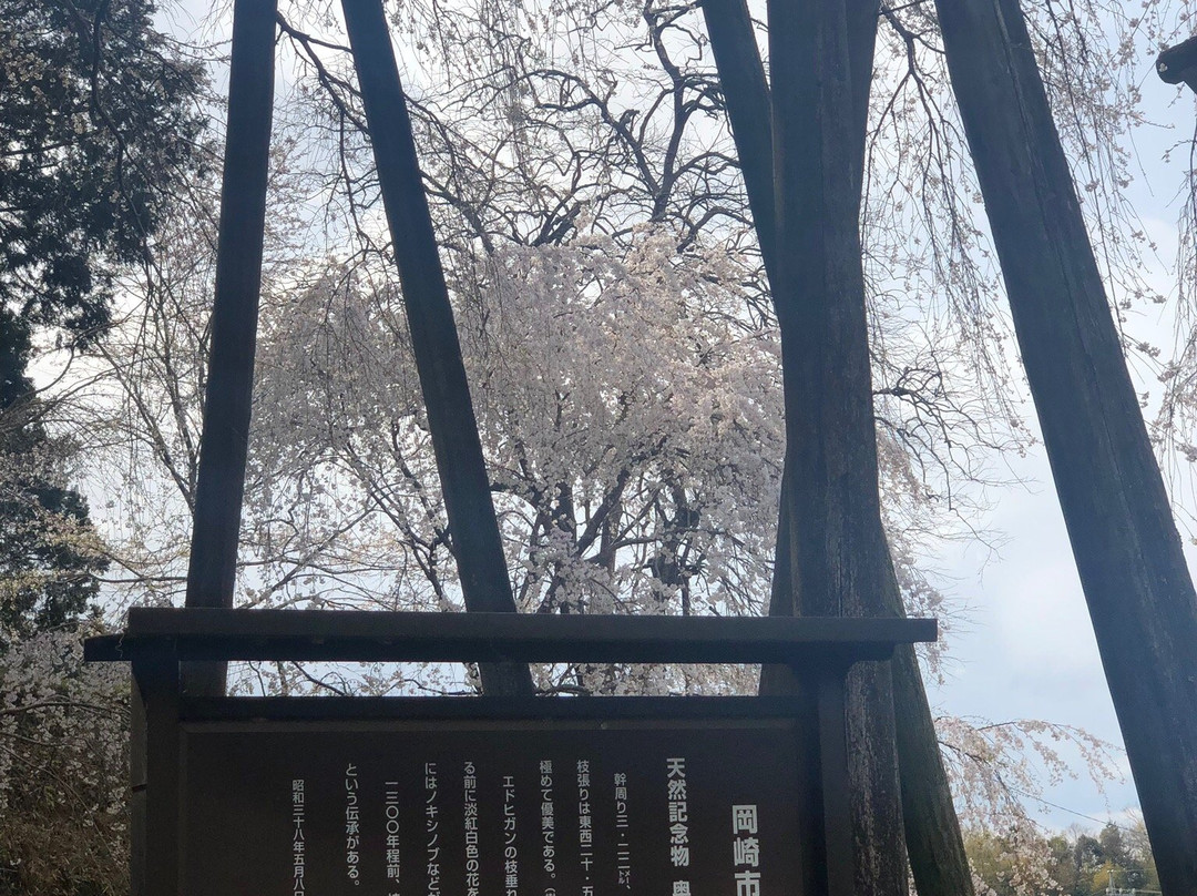 Okuyamada Weeping Sakura-冈崎市必去景点