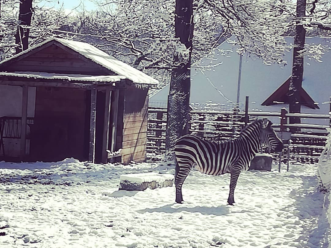 Sibiu Zoological Garden景点图片