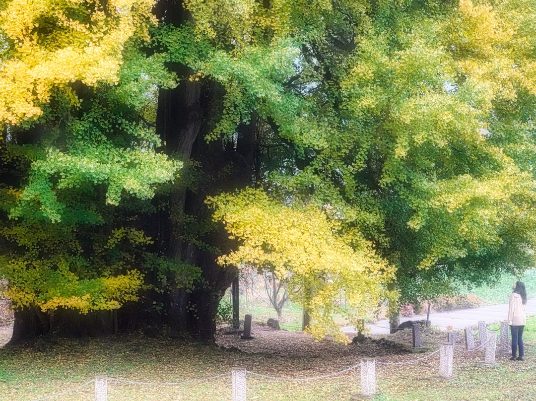 Godo's Big Ginkgo Biloba Tree景点图片