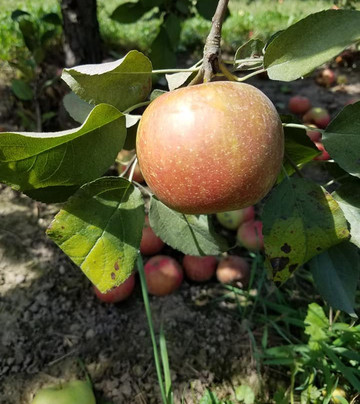 Erwin's Orchard-South Lyon必去景点