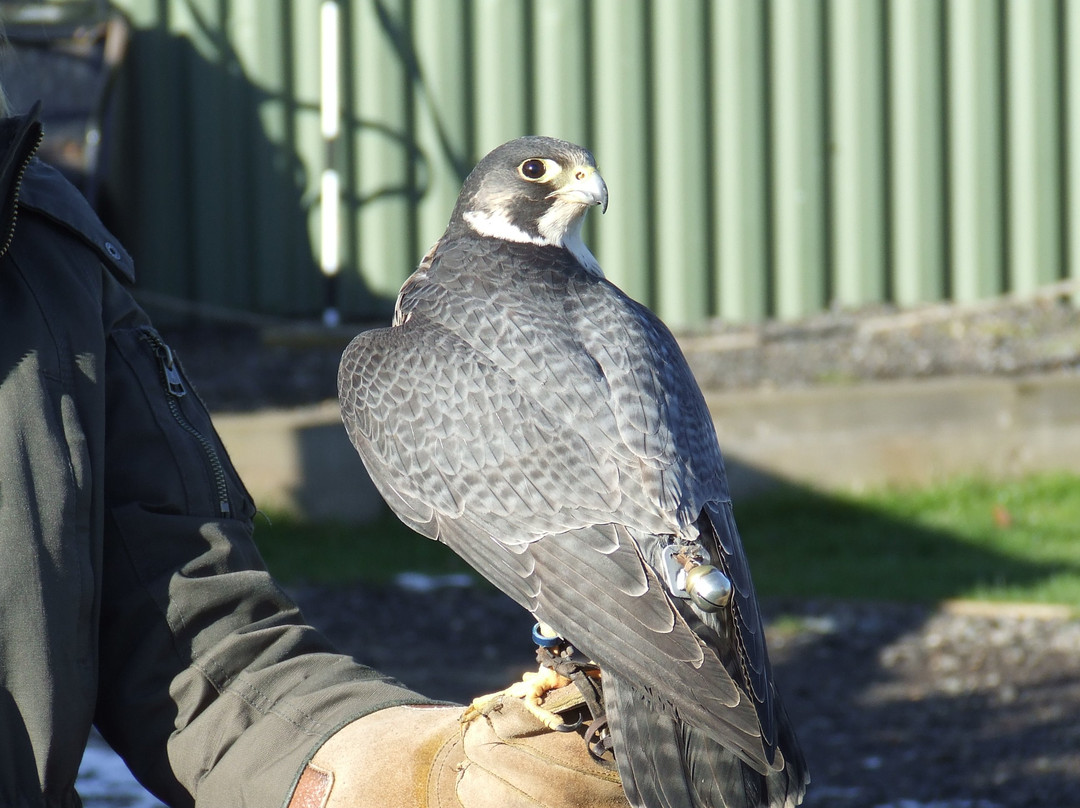 Fens Falconry景点图片