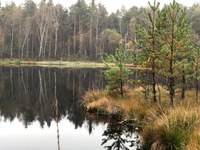 Niepołomice Forest景点图片