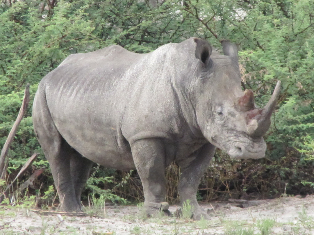 Gomoti Plains Camp - Machaba Safaris主图