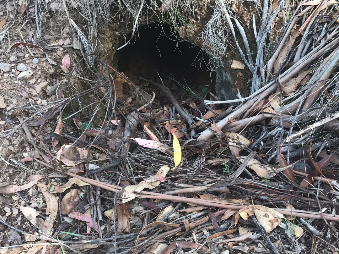 Corin Forest-Paddys River必去景点