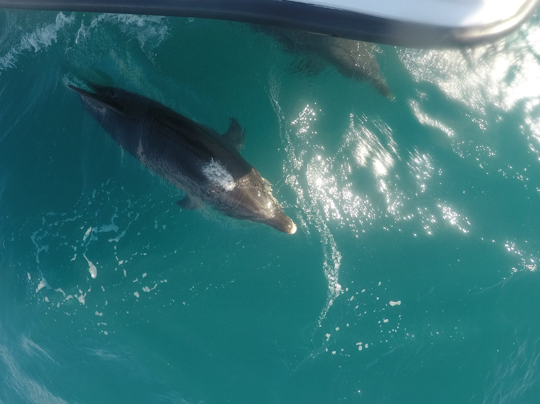 Dolphin Seafaris景点图片