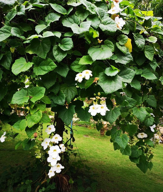 东方伽蓝花园度假村主图