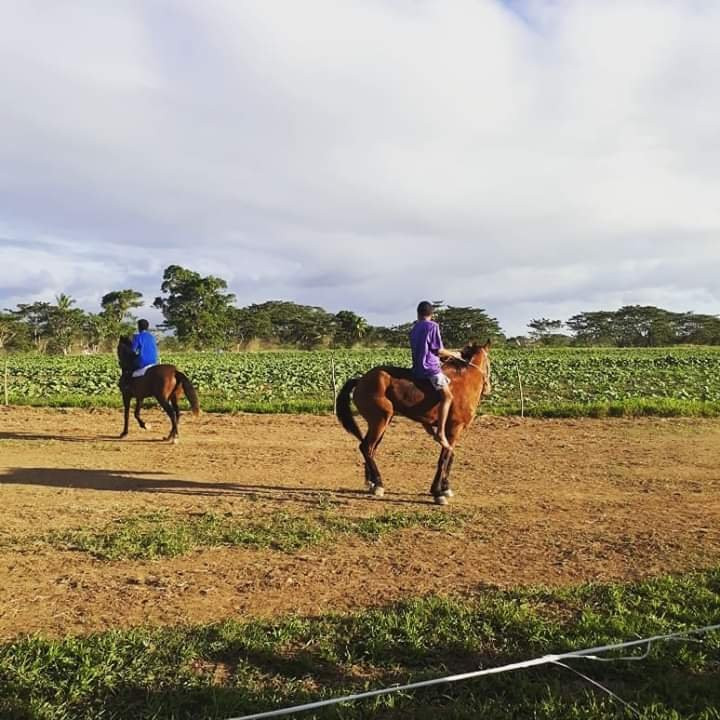 Aviva Farms-纳迪市必去景点