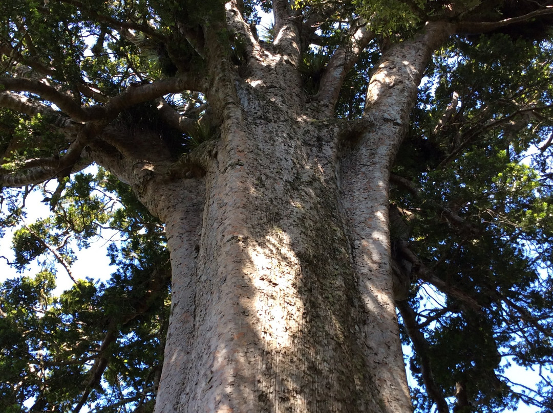 Square Kauri Tree-科罗曼德必去景点