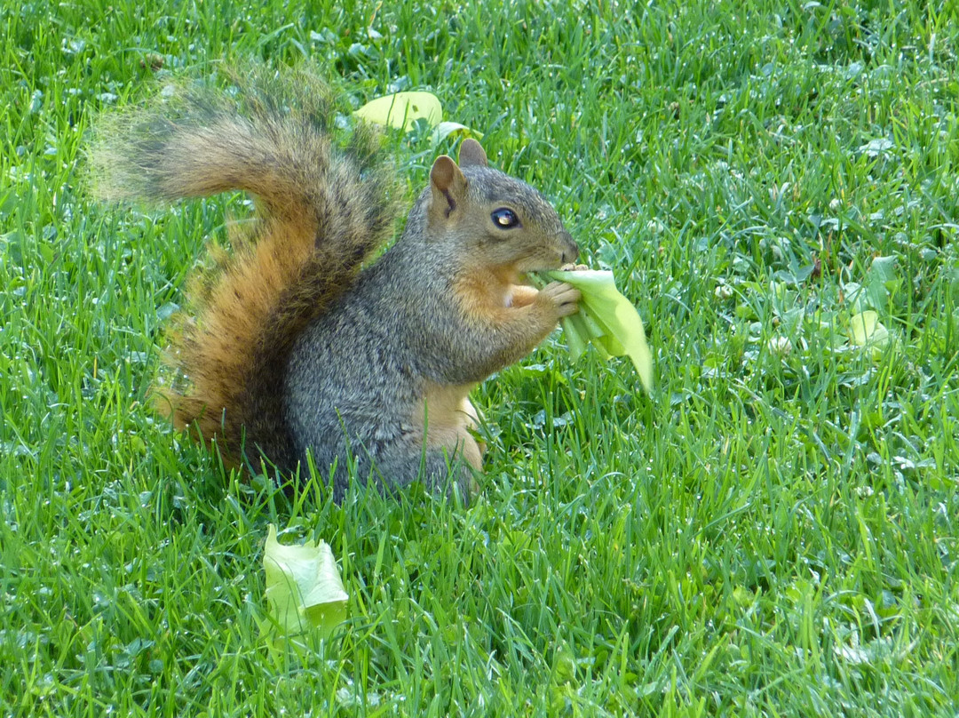 Cheesman Park-丹佛必去景点