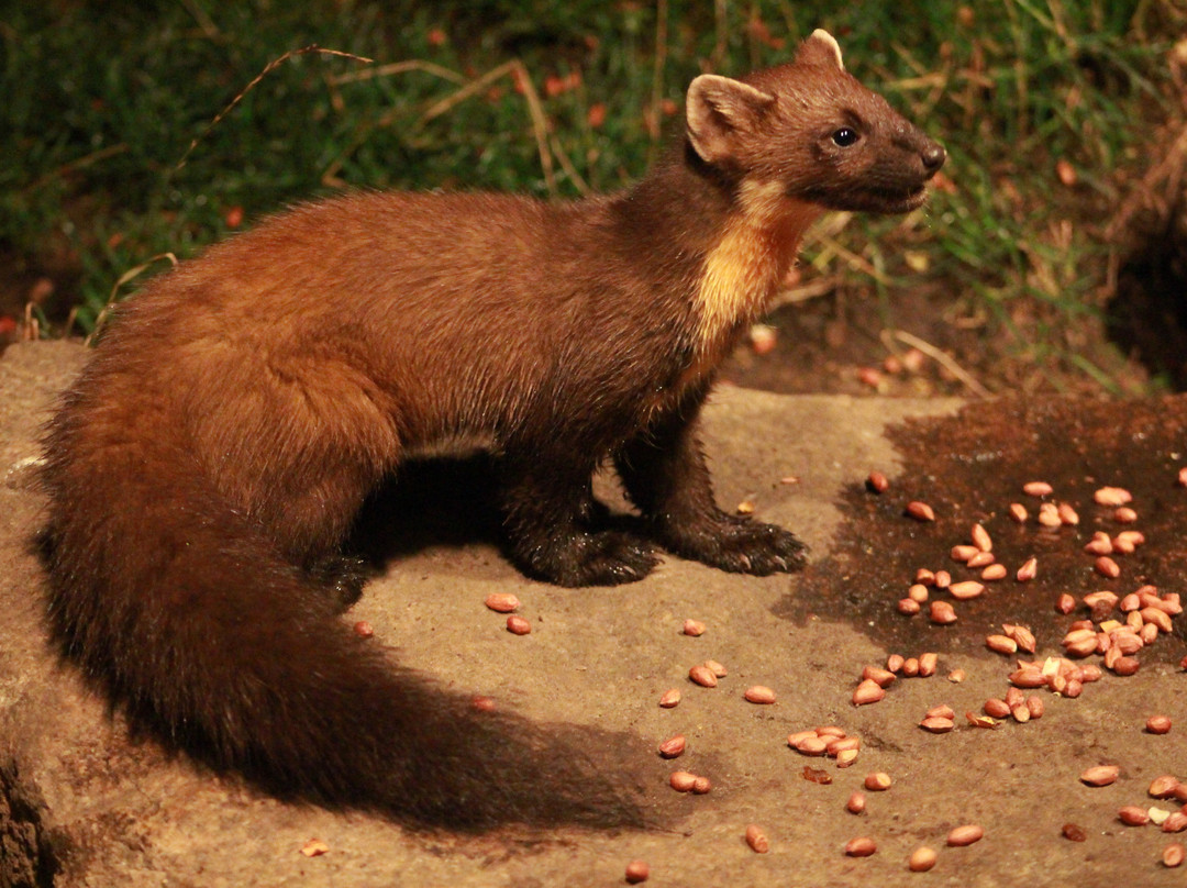 Speyside Wildlife-阿维莫尔必去景点