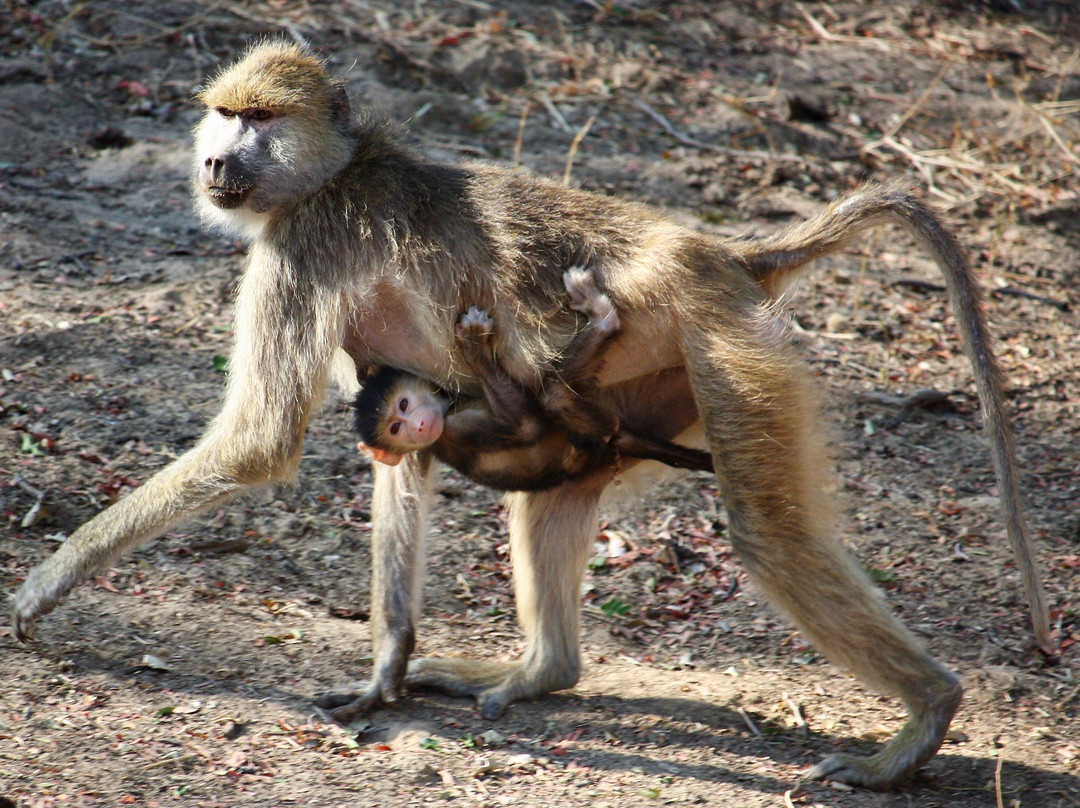 Mikango Safari-南卢安瓜国家公园必去景点