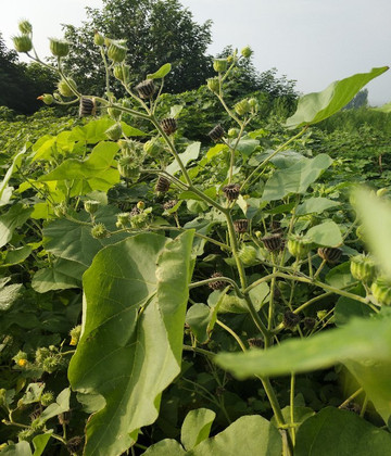 济南华山-济南市必去景点