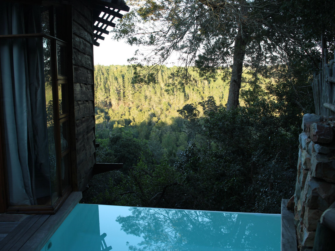 阿尔树杆洛奇主图