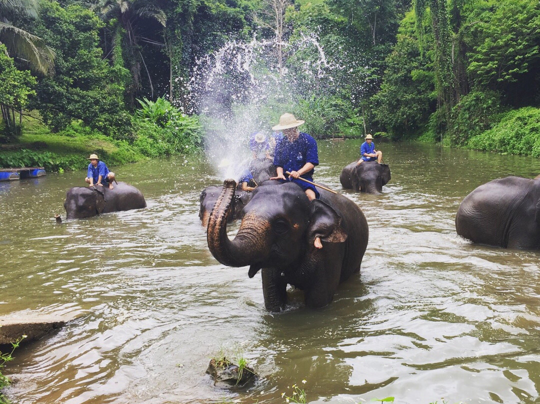 Thai Elephant Conservation Center景点图片