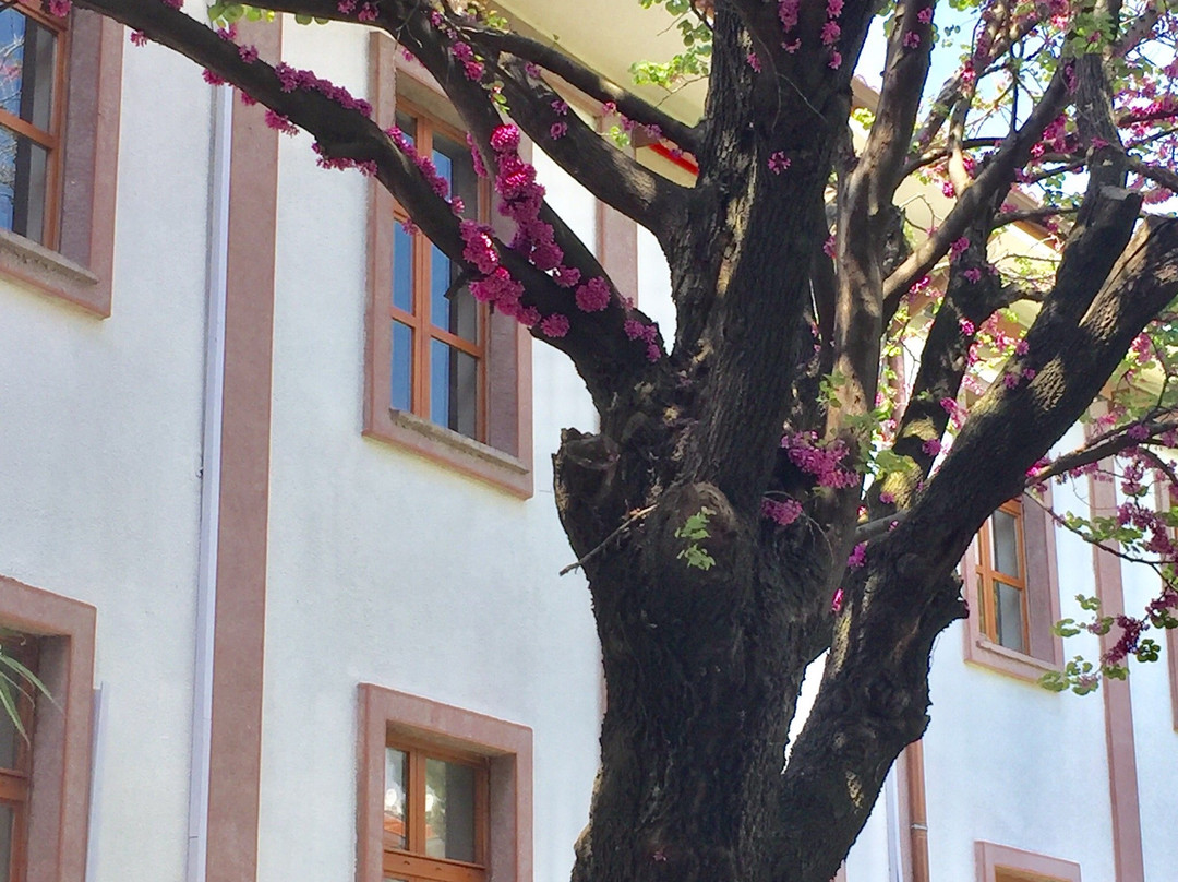 Demircioglu Park Hotel主图
