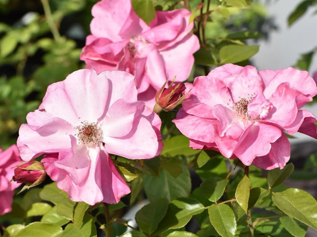 Abogen Gartneri-Foldereid必去景点