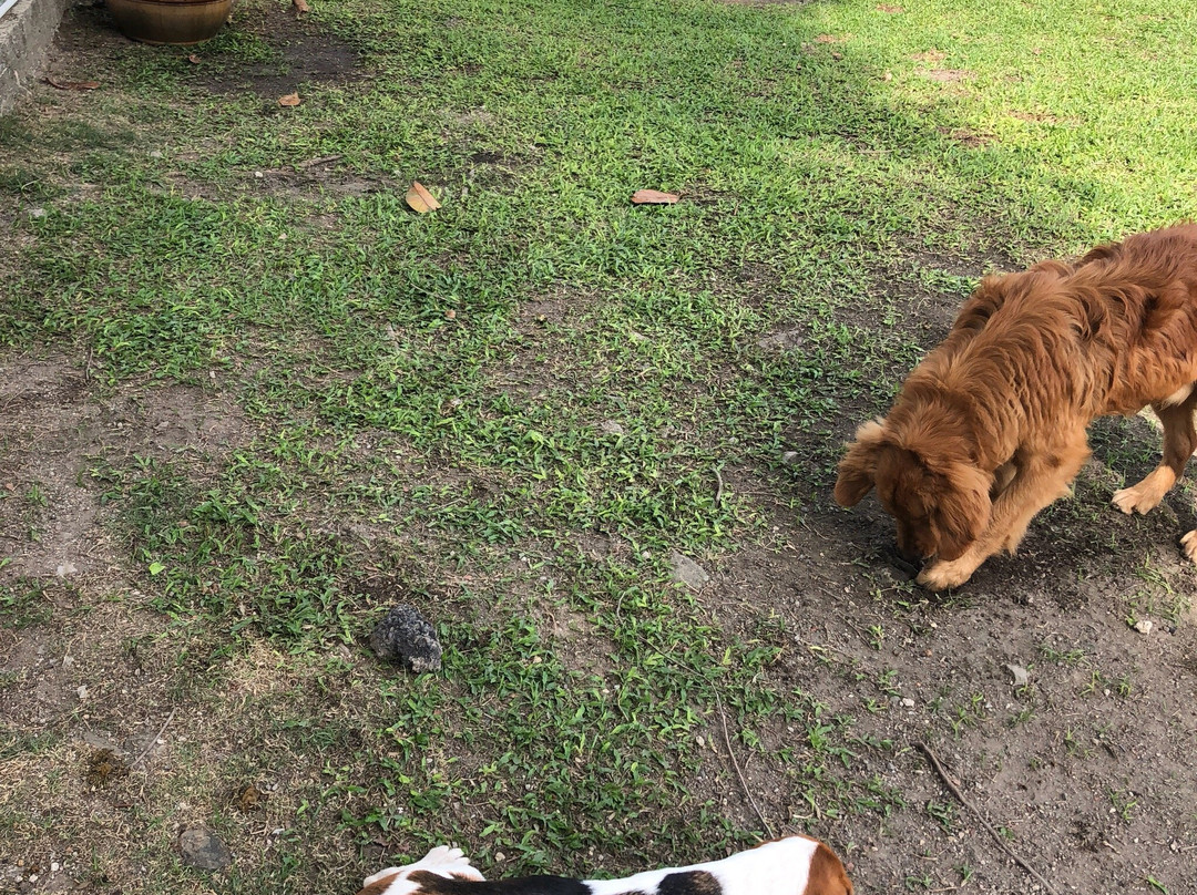 The Beagle Mania景点图片