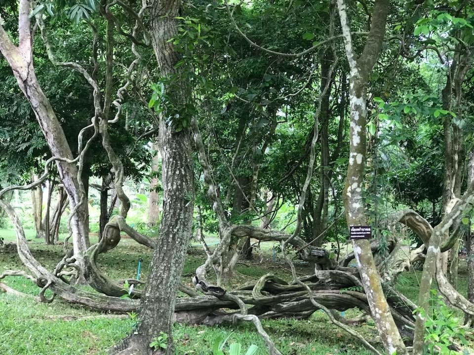 The Sopha Arboretum-Phe必去景点