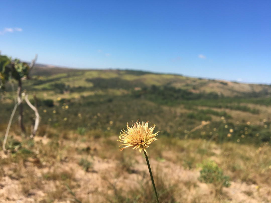 Vinhedo Girassol-Cocalzinho de Goias必去景点