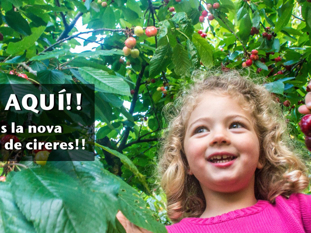 Bodega Sirot-托雷利亚斯-德略布雷加特必去景点