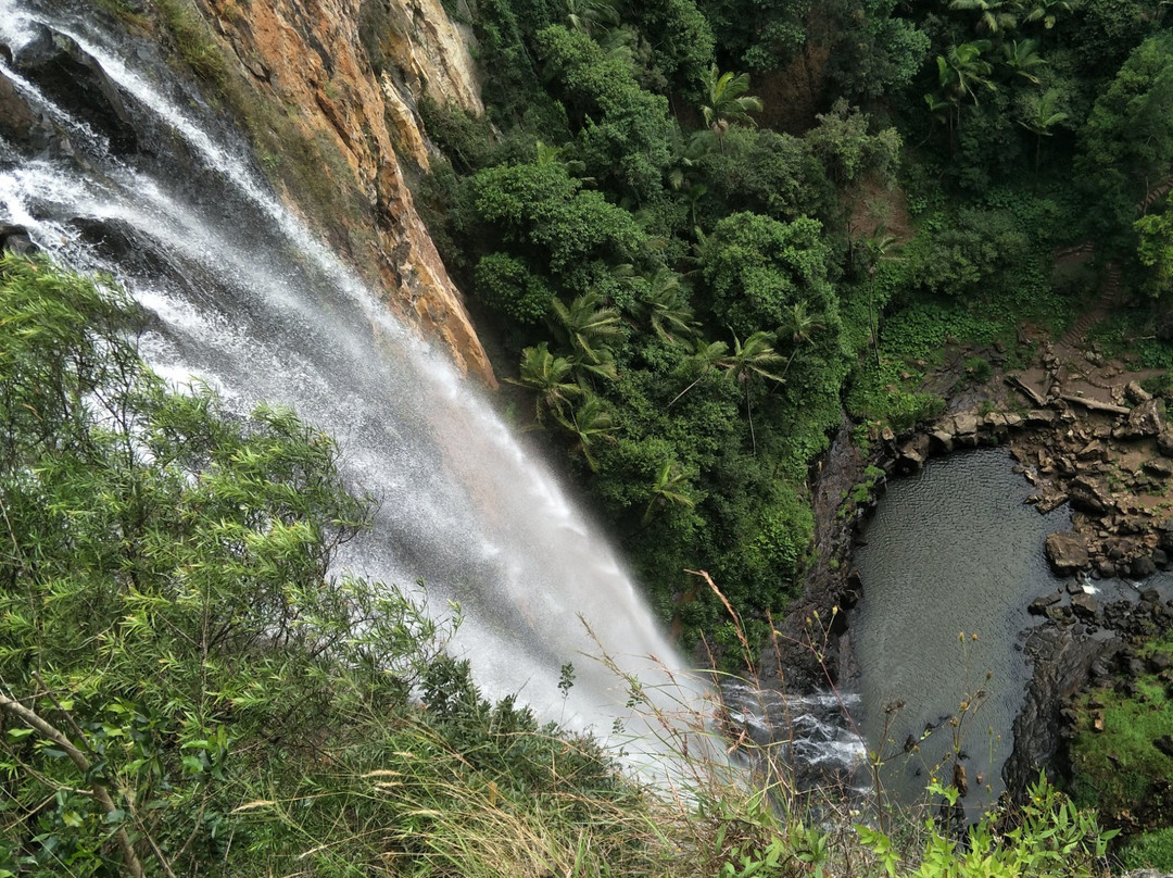 Gold Coast Rainforest Tours & Hikes-冲浪者天堂必去景点