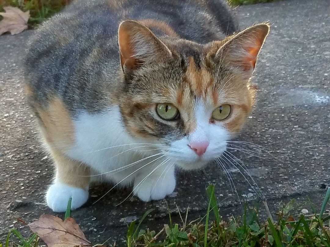 First Farm Inn主图