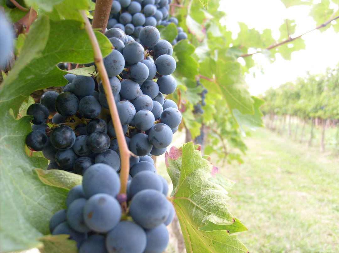 Cantina Valpolicella Negrar-维罗纳必去景点