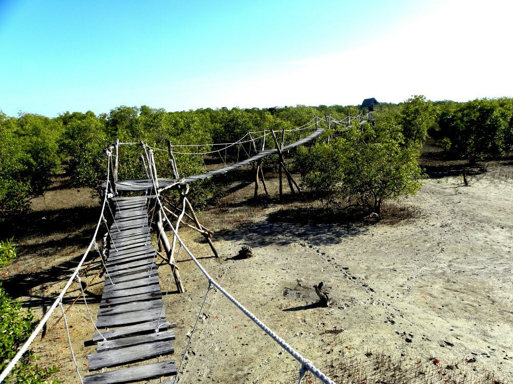 Mangrove Boardwalk Mida Creek景点图片